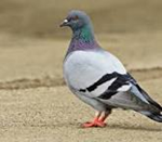 The Common Pigeon